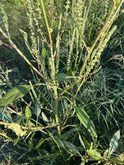 Amaranthus tuberculatus