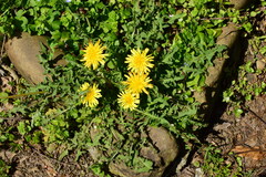 Taraxacum officinale