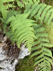 Dryopteris marginalis