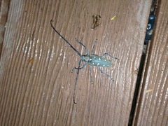 Batocera rubus