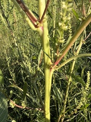Amaranthus tuberculatus