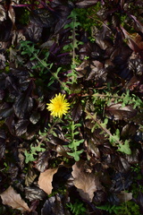 Taraxacum officinale