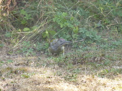 Picus viridis