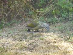 Picus viridis