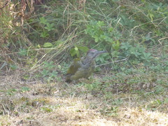 Picus viridis