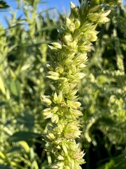 Amaranthus tuberculatus