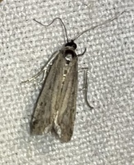 Ephestia elutella