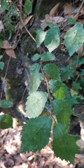 Ulmus