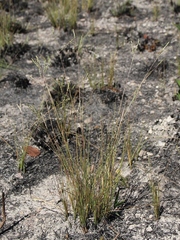 Paspalum lineare