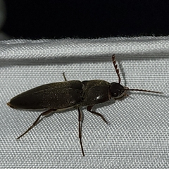 Diplostethus texanus