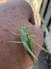 Meconema meridionale