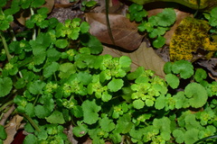 Chrysosplenium japonicum