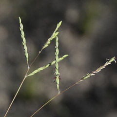 Paspalum lineare