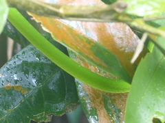 Ahaetulla prasina