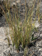 Paspalum lineare