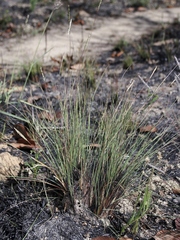 Paspalum lineare