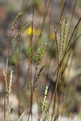 Paspalum lineare