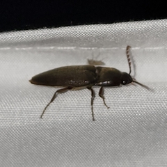 Diplostethus texanus
