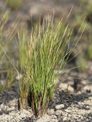 Paspalum lineare