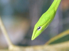 Ahaetulla prasina