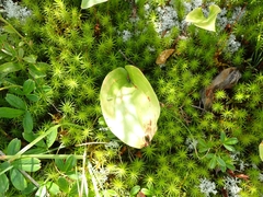 Maianthemum canadense