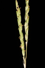 Paspalum lineare