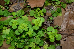 Chrysosplenium japonicum