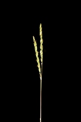 Paspalum lineare