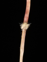 Paspalum lineare
