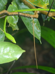 Ahaetulla prasina