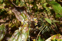 Epimedium sagittatum