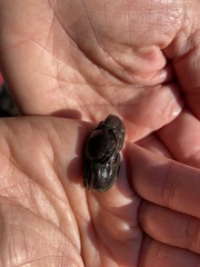 Petrolisthes cinctipes