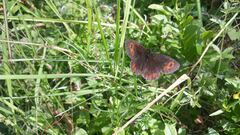 Erebia
