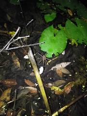 Dolomedes horishanus