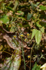 Epimedium sagittatum
