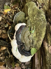 Fomitopsis ochracea