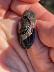 Petrolisthes cinctipes