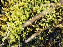 Aulacomnium palustre