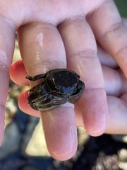 Petrolisthes cinctipes