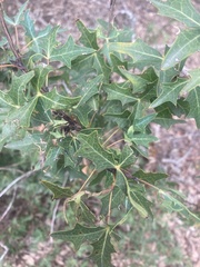 Berberis trifoliolata