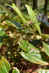 Epimedium sagittatum