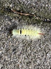 Calliteara pudibunda