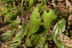 Epimedium sagittatum