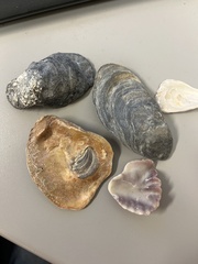 Crassostrea virginica