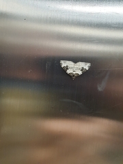 Xanthorhoe fluctuata