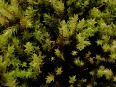 Aulacomnium palustre