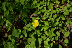 Potentilla indica