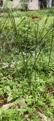 Cyperus rotundus