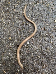 Anguis fragilis
