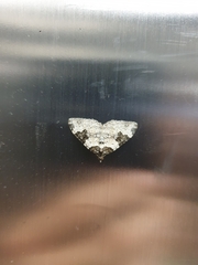 Xanthorhoe fluctuata